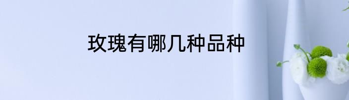 玫瑰有哪几种品种