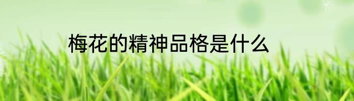 梅花的精神品格是什么
