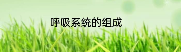 呼吸系统的组成