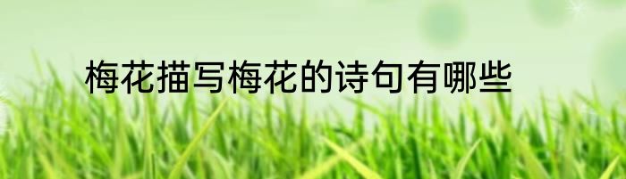 梅花描写梅花的诗句有哪些