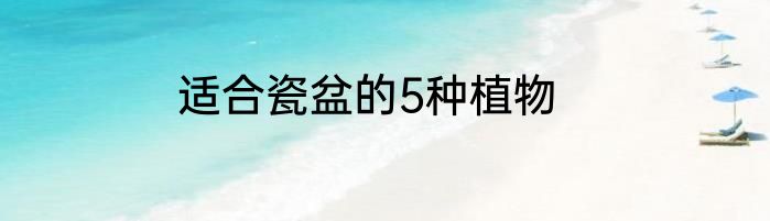 适合瓷盆的5种植物