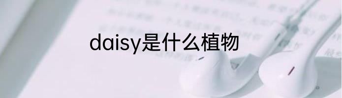 daisy是什么植物