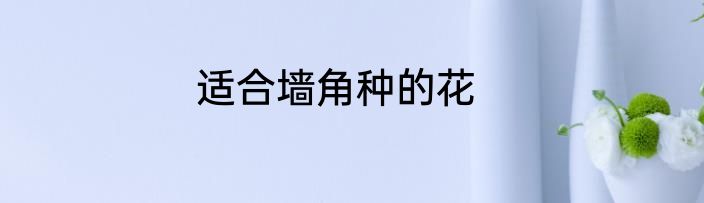 适合墙角种的花