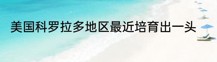 美国科罗拉多地区最近培育出一头