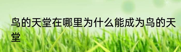 鸟的天堂在哪里为什么能成为鸟的天堂