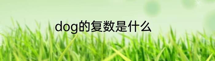 dog的复数是什么