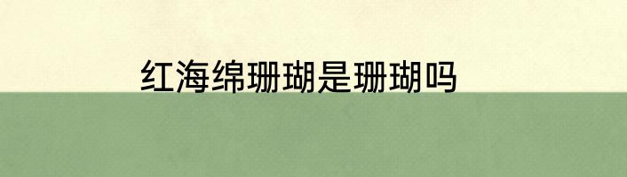 红海绵珊瑚是珊瑚吗