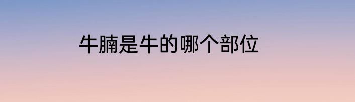 牛腩是牛的哪个部位