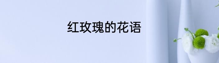红玫瑰的花语