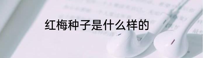红梅种子是什么样的