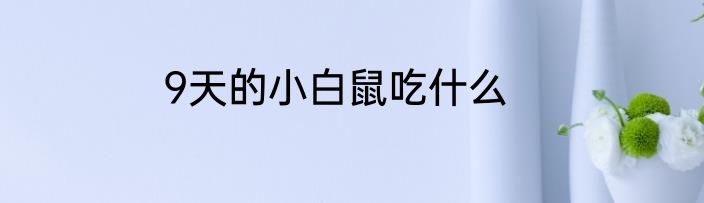 9天的小白鼠吃什么
