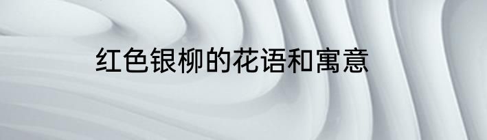 红色银柳的花语和寓意