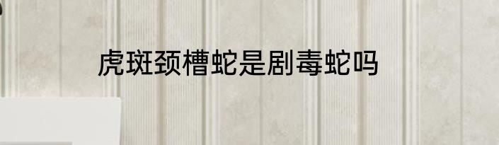 虎斑颈槽蛇是剧毒蛇吗