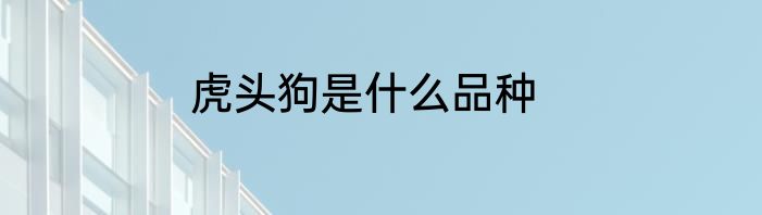 虎头狗是什么品种