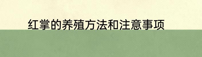 红掌的养殖方法和注意事项