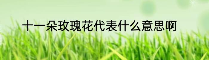 十一朵玫瑰花代表什么意思啊