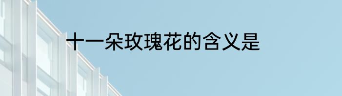 十一朵玫瑰花的含义是