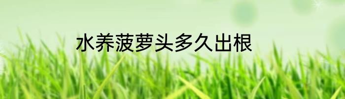水养菠萝头多久出根