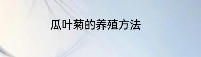 瓜叶菊的养殖方法