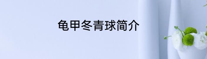 龟甲冬青球简介