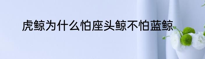 虎鲸为什么怕座头鲸不怕蓝鲸