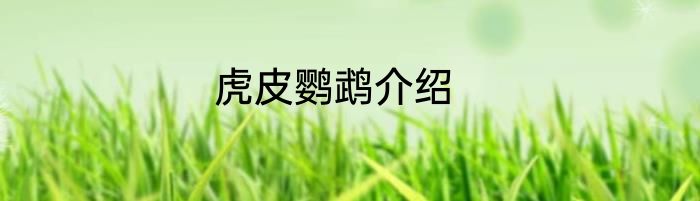 虎皮鹦鹉介绍