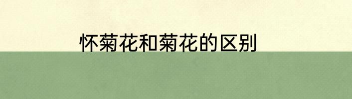 怀菊花和菊花的区别
