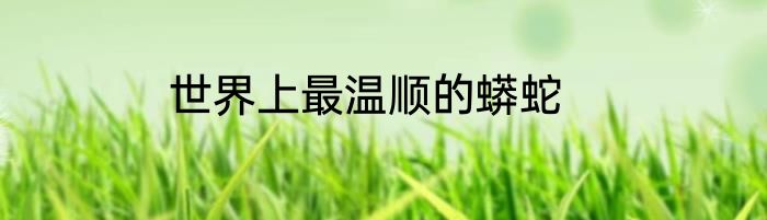 世界上最温顺的蟒蛇