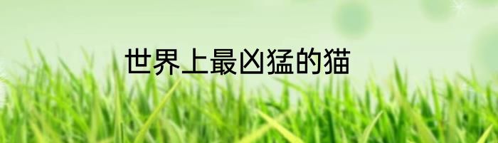 世界上最凶猛的猫