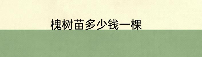 槐树苗多少钱一棵