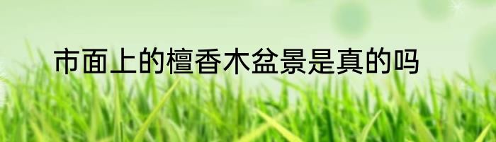 市面上的檀香木盆景是真的吗