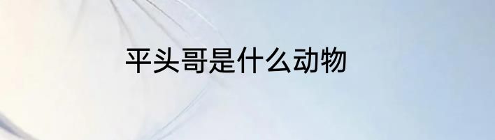 平头哥是什么动物