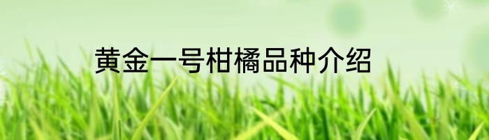 黄金一号柑橘品种介绍
