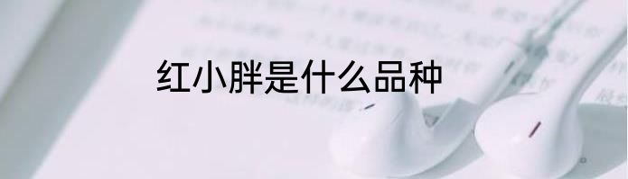 红小胖是什么品种